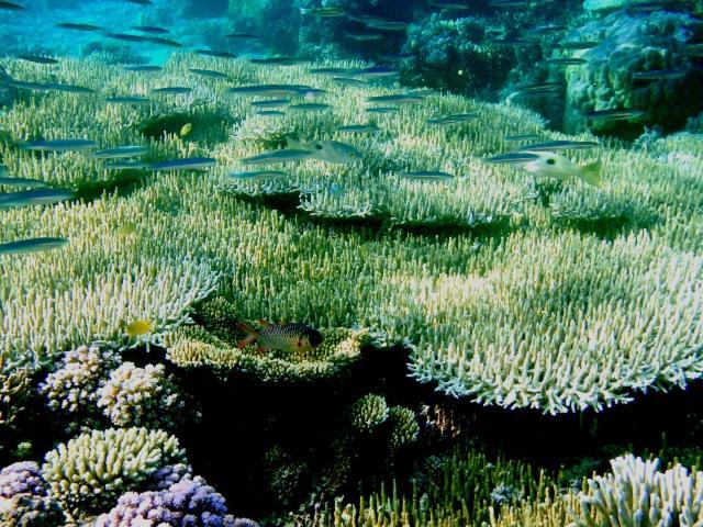 Bolilanga Island Resort - Togean Island Angkayo Zewnętrze zdjęcie