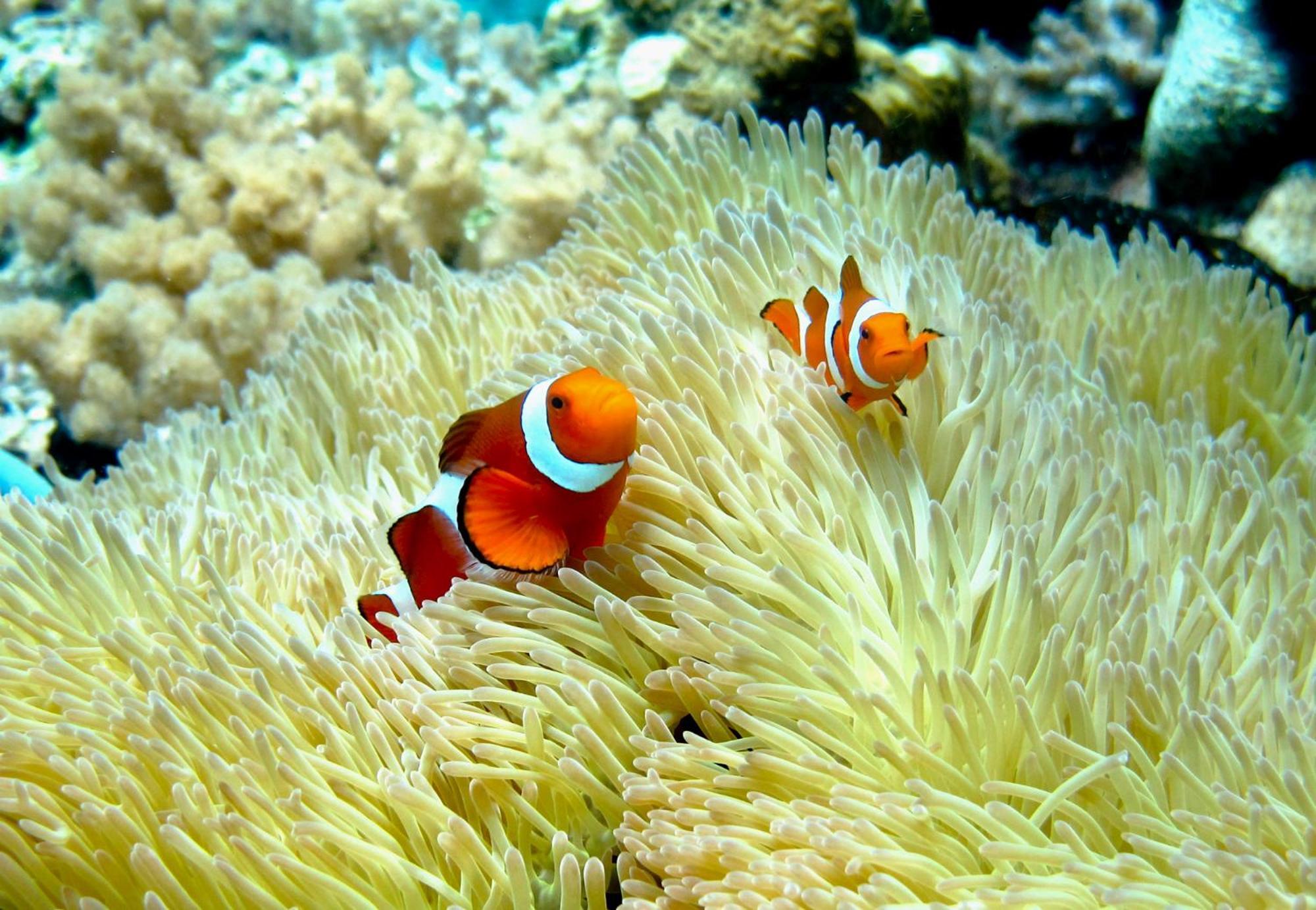 Bolilanga Island Resort - Togean Island Angkayo Zewnętrze zdjęcie